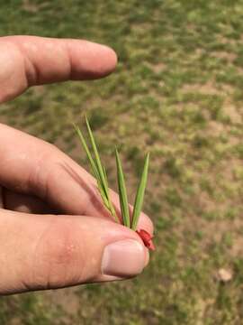 Image of Round-seeded Vetchling