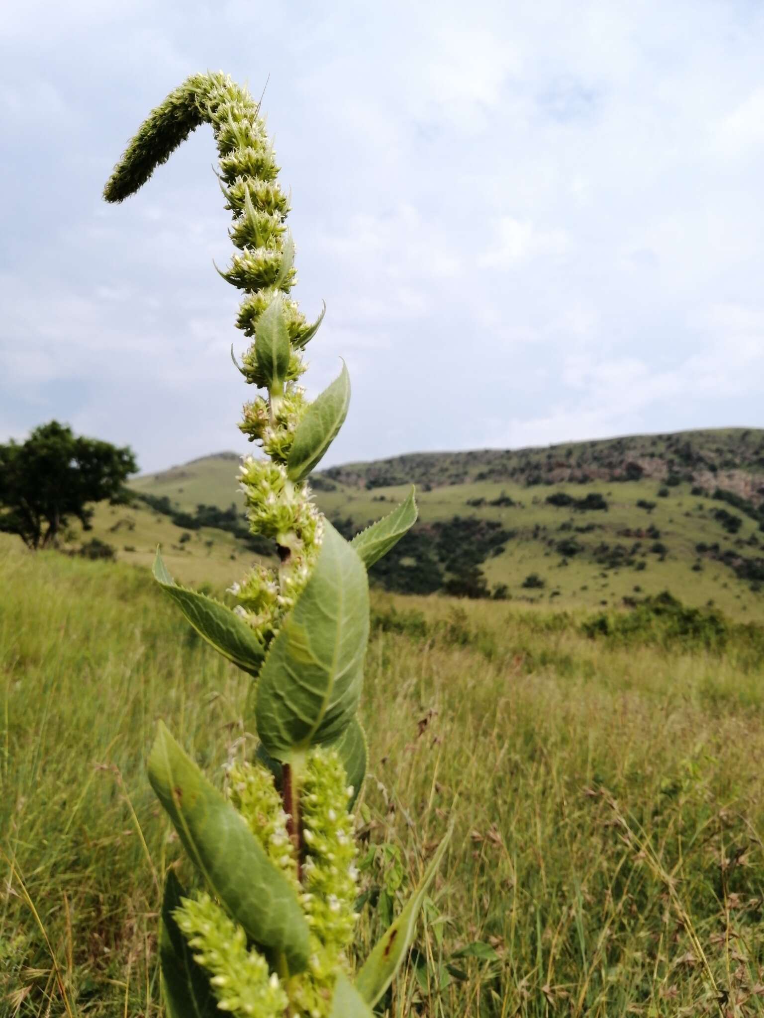 Image of Cyphia elata Harv.