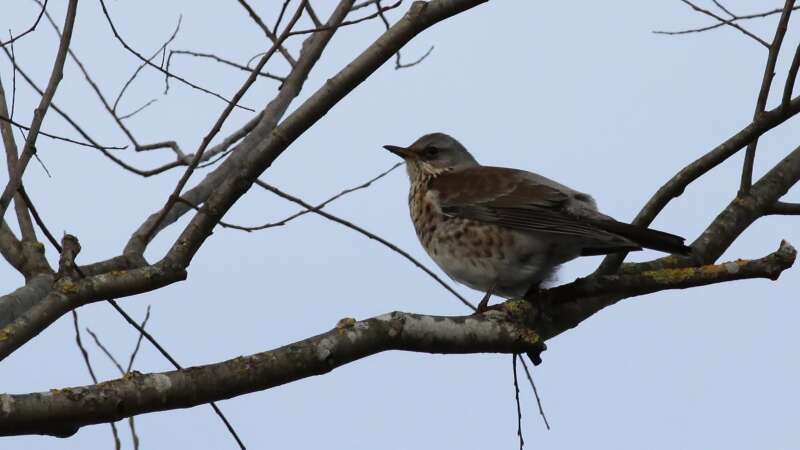 Image of Fieldfare