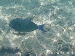 Image of Blue-banded Pualu