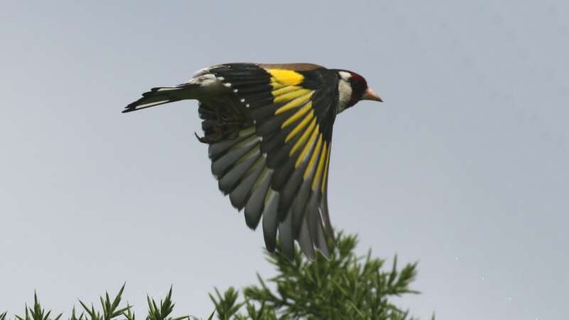 Imagem de Carduelis Brisson 1760