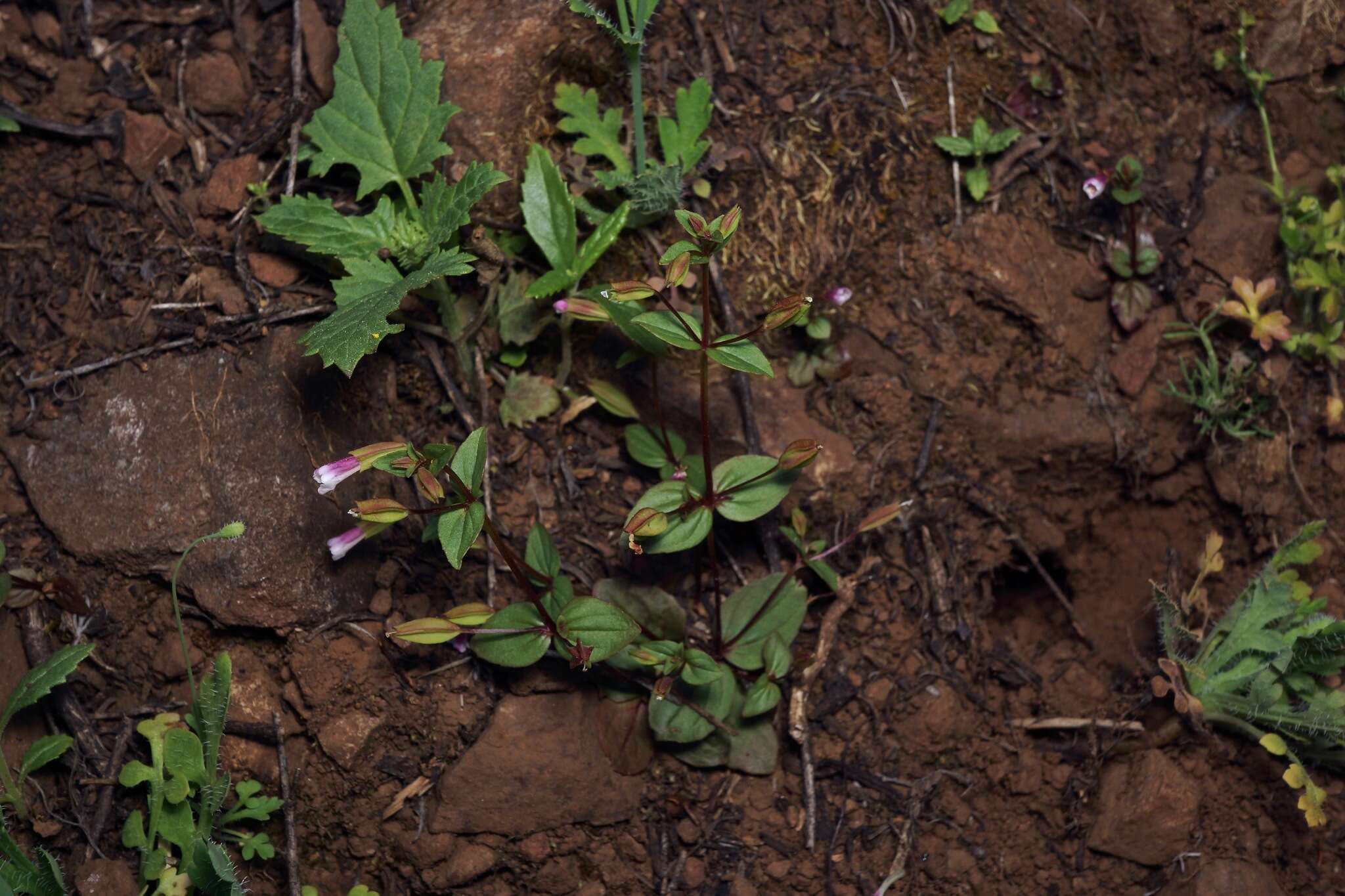 Erythranthe inconspicua (A. Gray) G. L. Nesom resmi