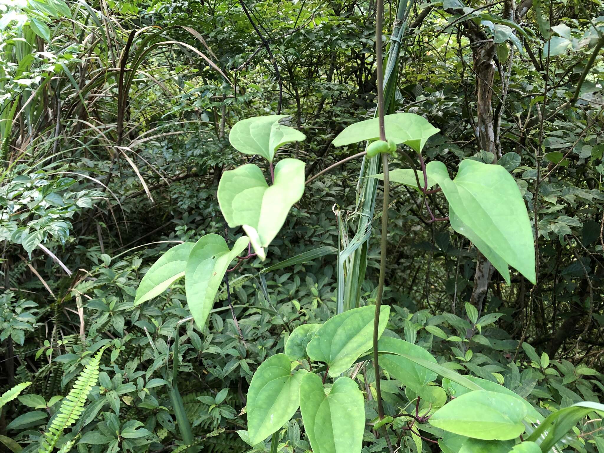 Image of Clematis tashiroi Maxim.