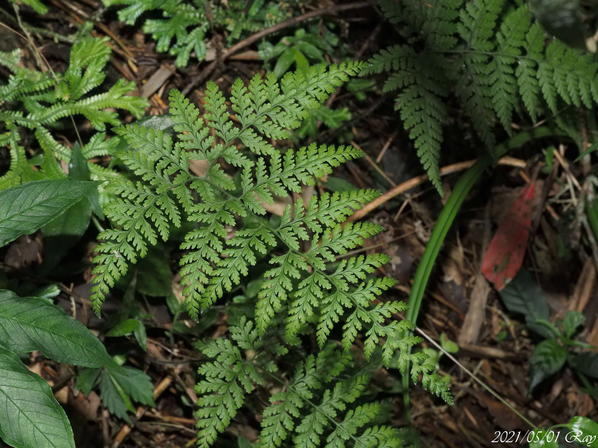 Image of Dennstaedtia zeylanica (Sw.) Zink ex Fraser-Jenkins & Kandel