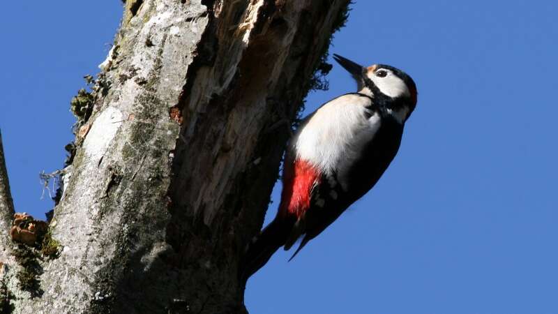 Image of Great Spotted Woodpecker