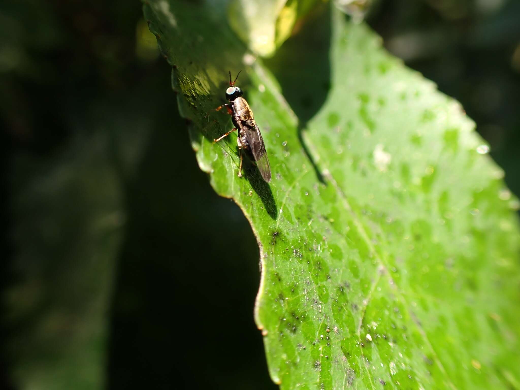 Image of Dysbiota peregrina (Hutton 1901)