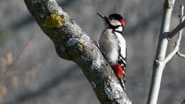 Image of Great Spotted Woodpecker