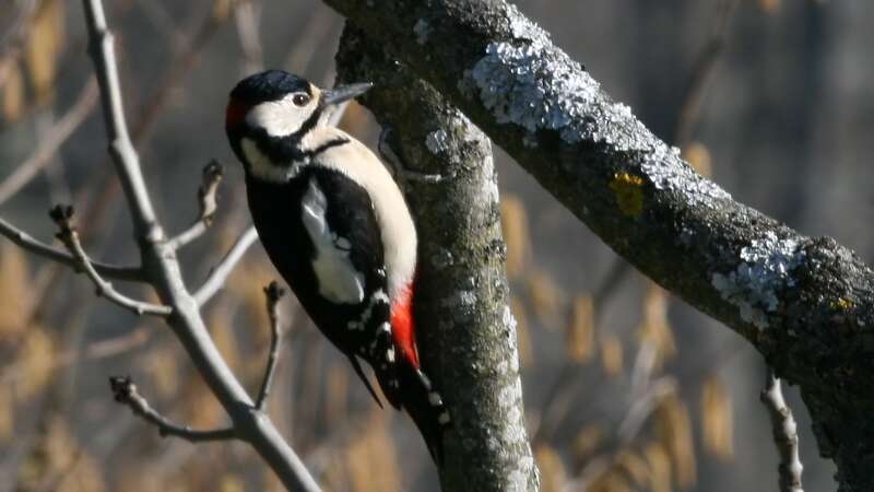 Image of Great Spotted Woodpecker