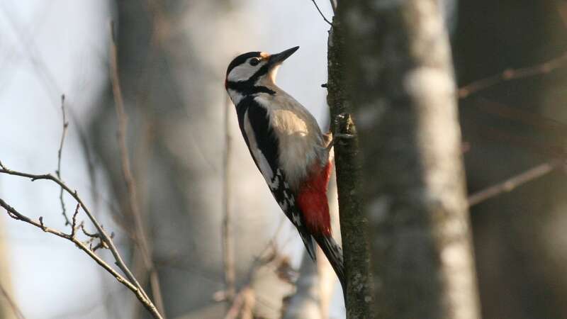 Image of Great Spotted Woodpecker