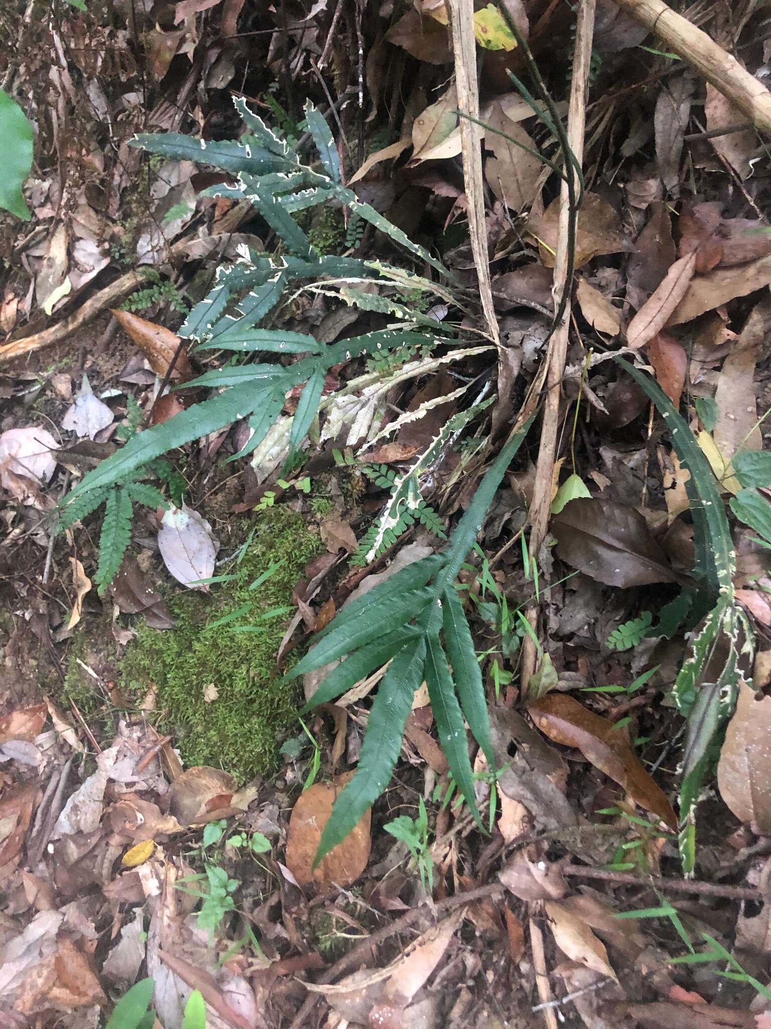 Plancia ëd Austroblechnum patersonii (R. Br.) Gasper & V. A. O. Dittrich