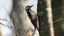 Image of Great Spotted Woodpecker