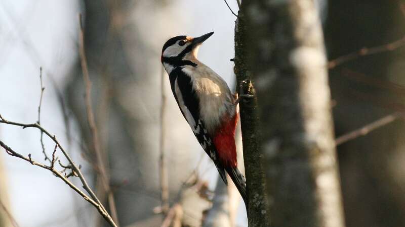 Image of Great Spotted Woodpecker