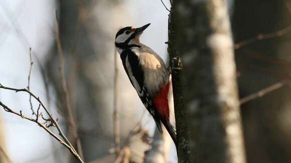 Image of Great Spotted Woodpecker