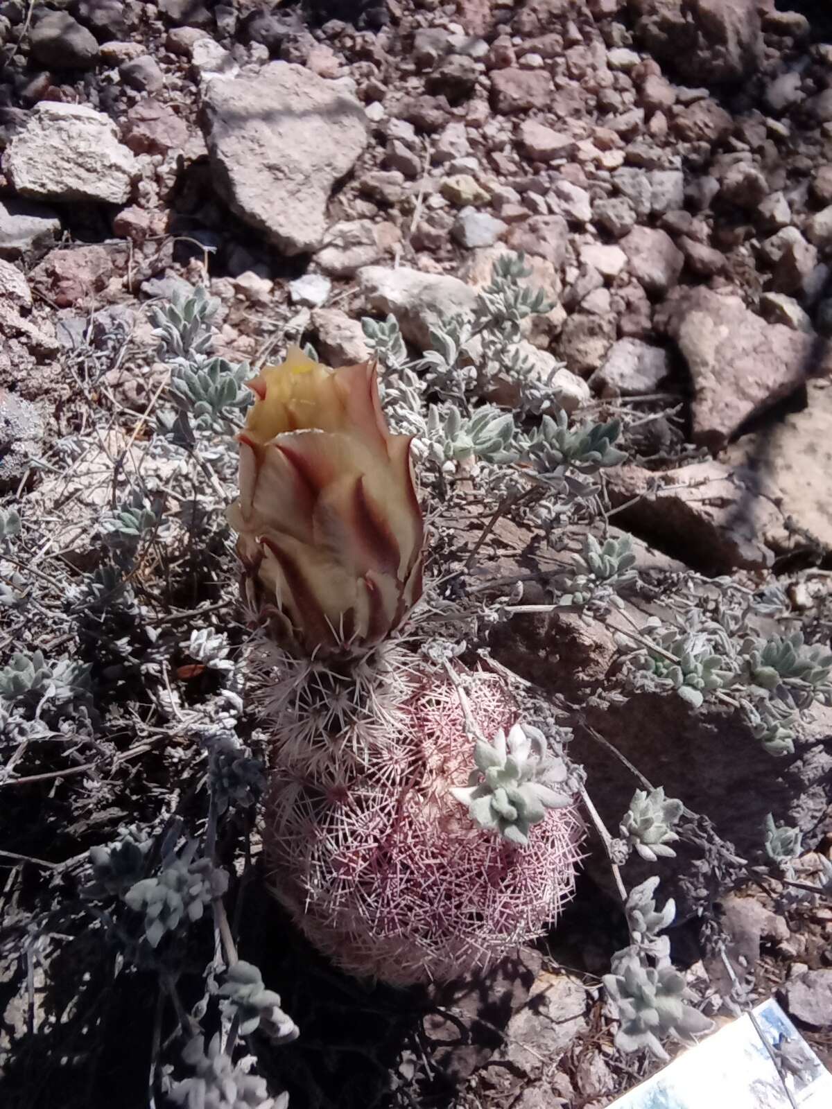 Image of Echinocereus pectinatus subsp. rutowiorum