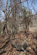 Image of Cereus jamacaru subsp. calcirupicola (F. Ritter) N. P. Taylor & Zappi