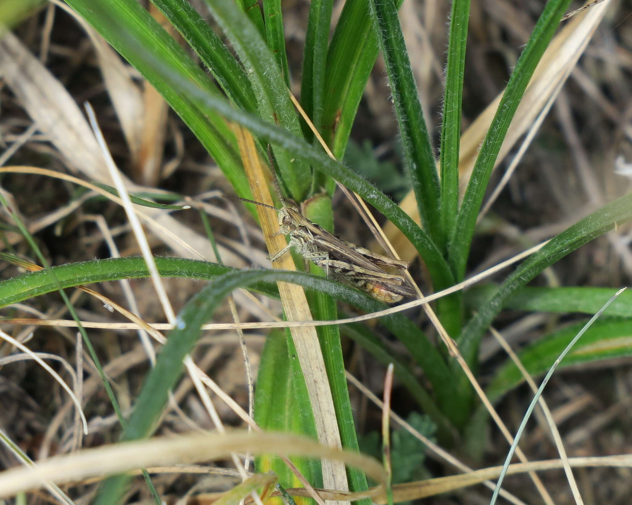 Plancia ëd Chorthippus (Glyptobothrus) mollis (Charpentier 1825)