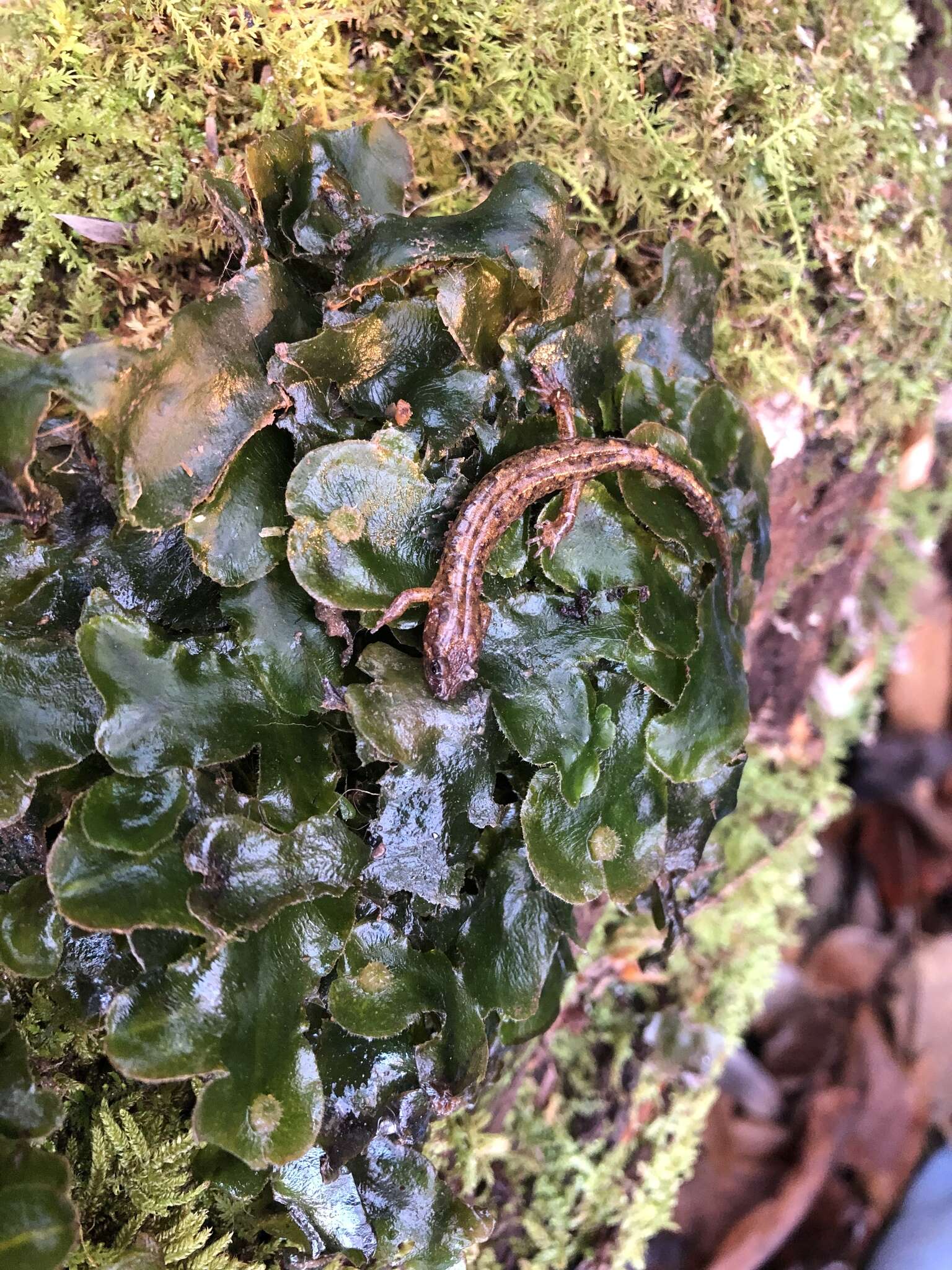 Image of Cumberland Dusky Salamander