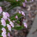 Sivun Graphium macleayanus (Leach 1814) kuva