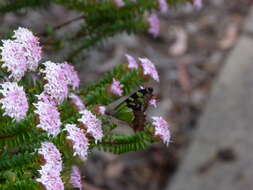 Слика од Graphium macleayanus (Leach 1814)