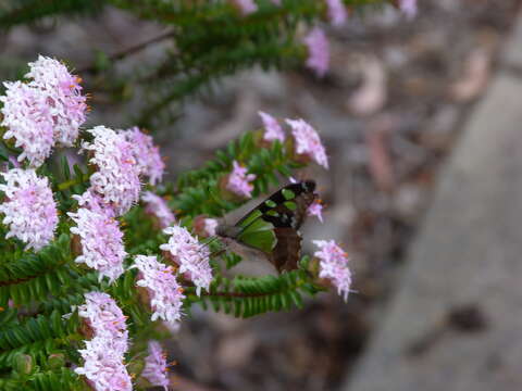 Image of Graphium macleayanus (Leach 1814)