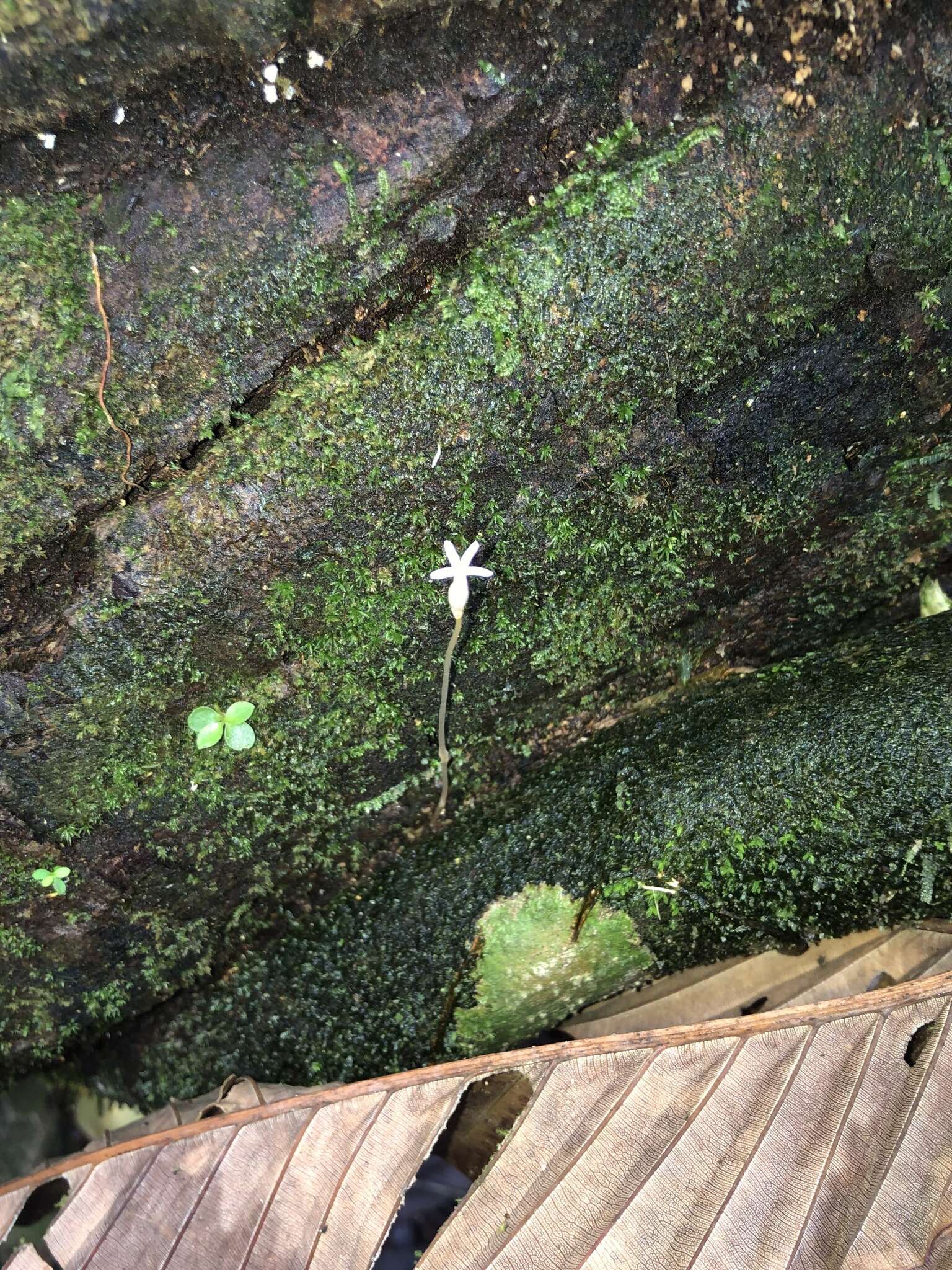 Image of Puerto Rico Ghostplant