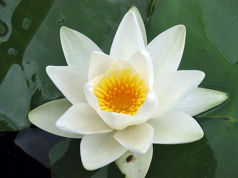 Image of European white waterlily