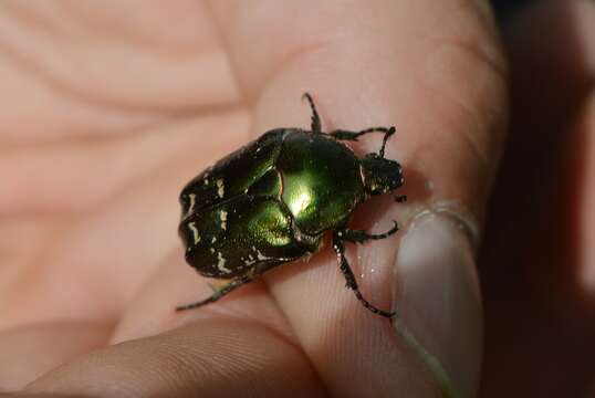 Image of Protaetia (Potosia) cuprea metallica (Herbst 1782)