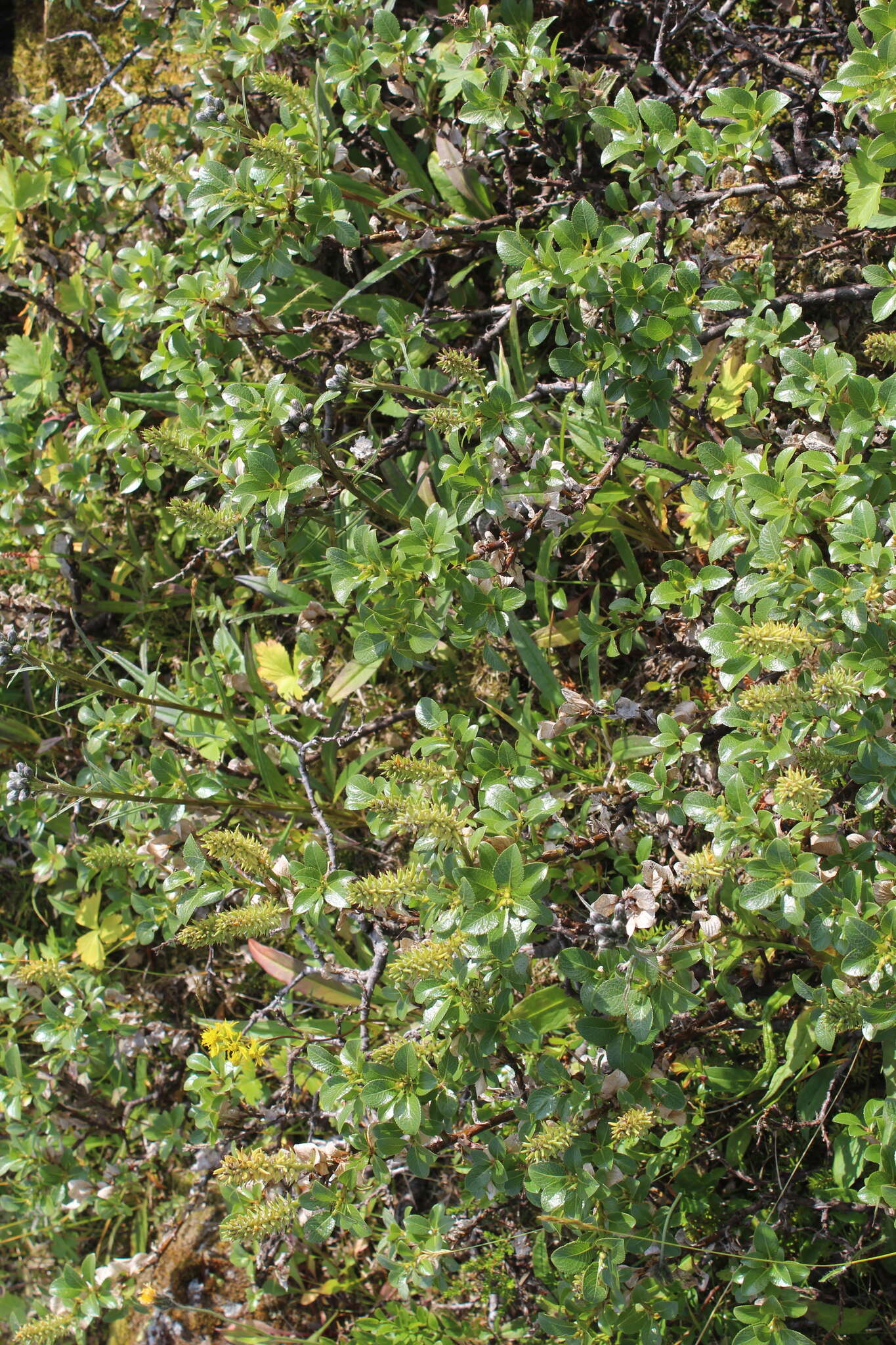 Image de Salix myrsinites L.