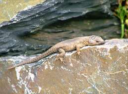 Image of Cape Girdled Lizard