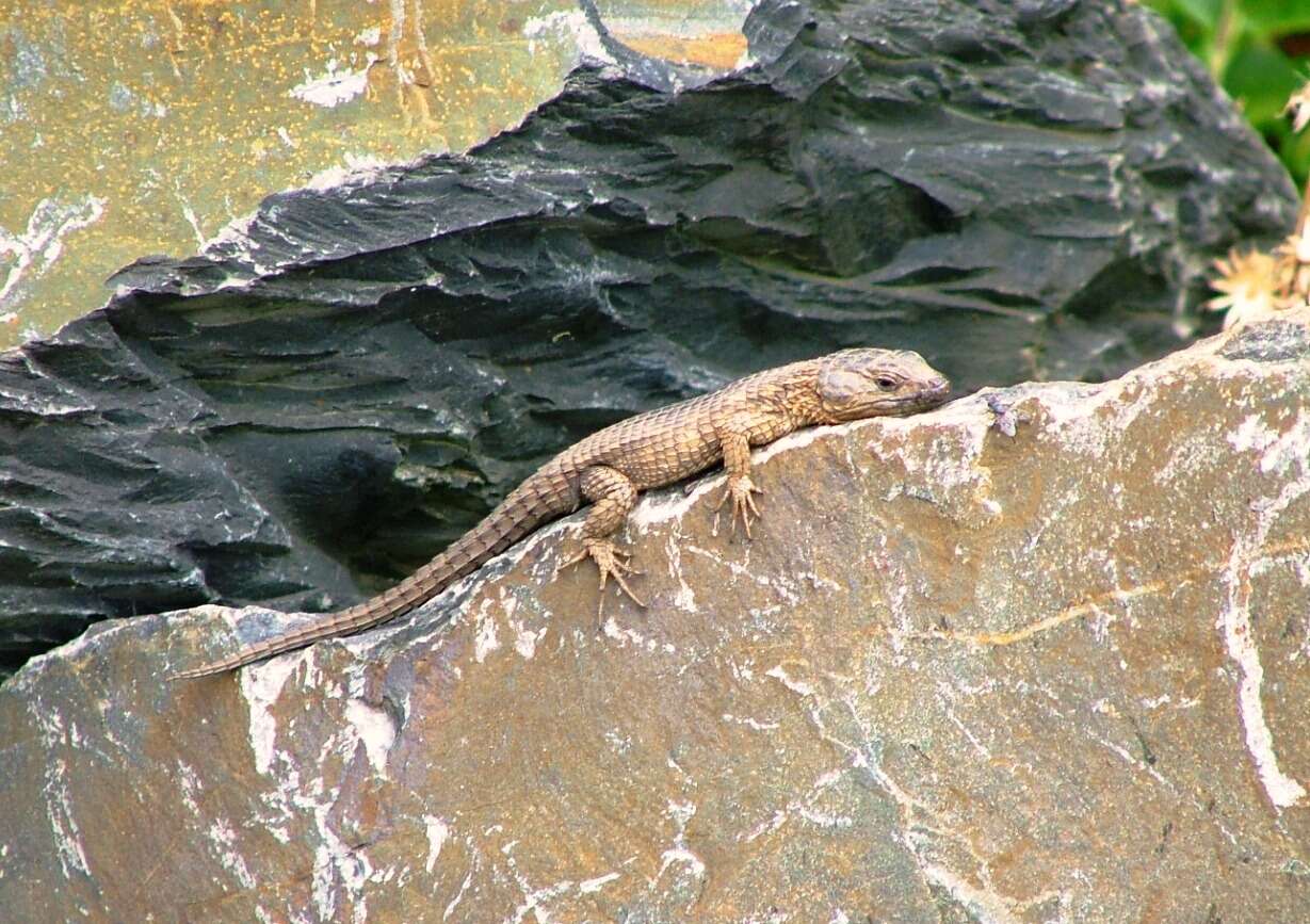 Image of Cape Girdled Lizard