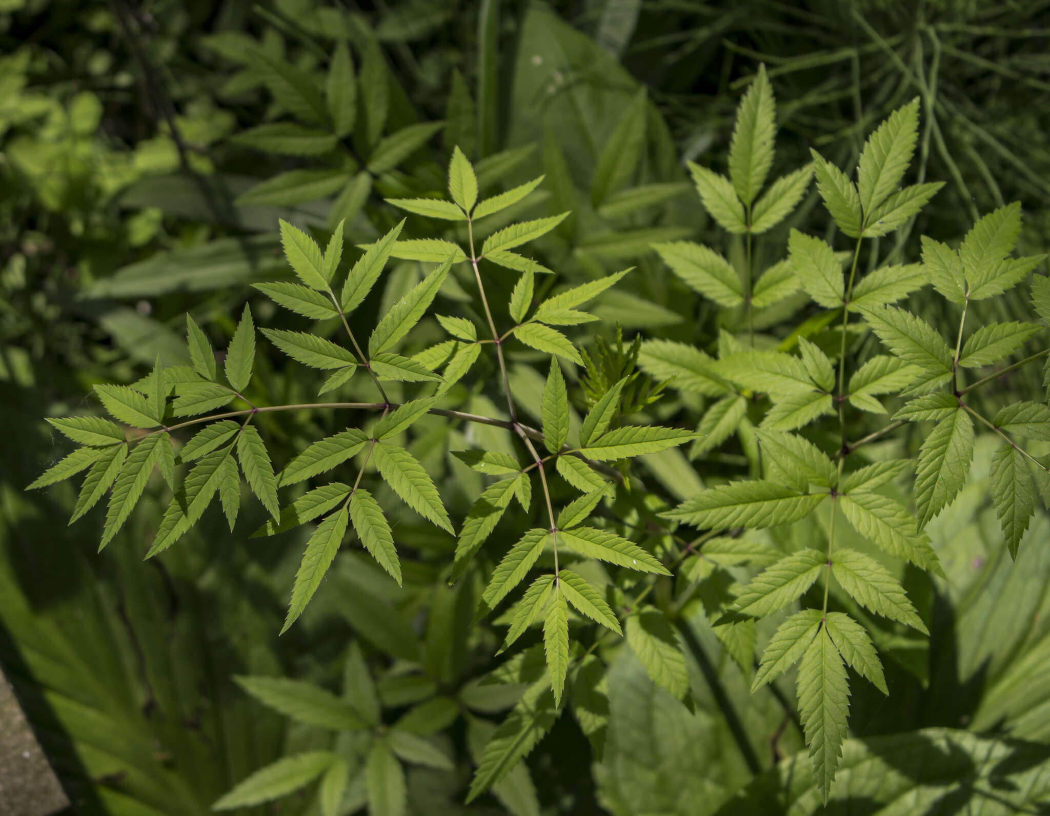 Image of spotted water hemlock