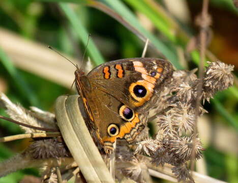 Imagem de <i>Junonia neildi</i>