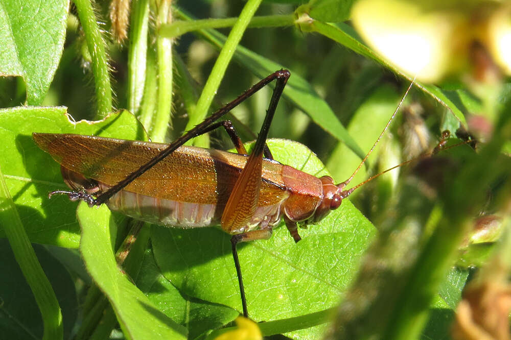 Theudoria melanocnemis (Stål 1861)的圖片