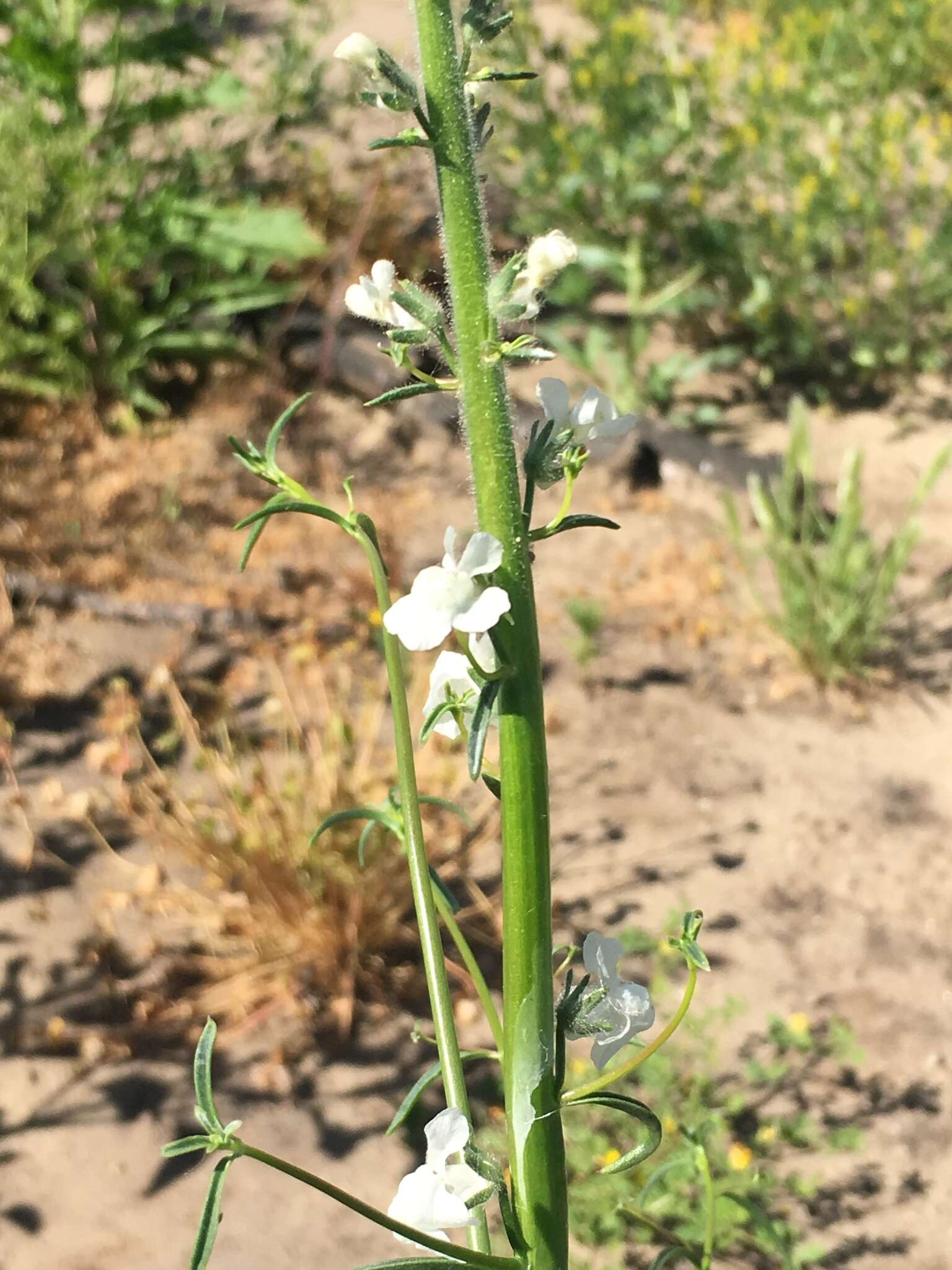 Image of Coulter's snapdragon