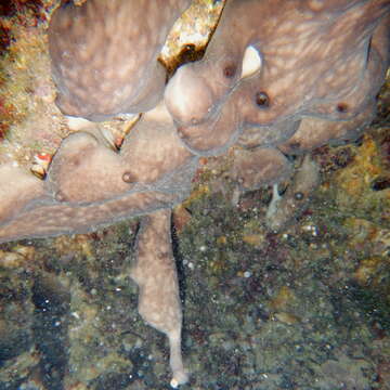 Image of Chondrosiida Boury-Esnault & Lopes 1985