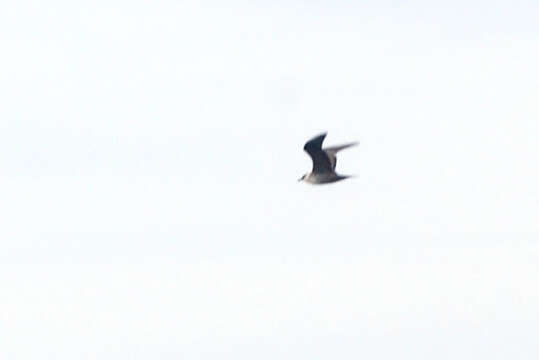 Image of Long-tailed Jaeger