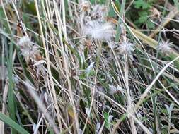 Image de Helichrysum filicaule Hook. fil.