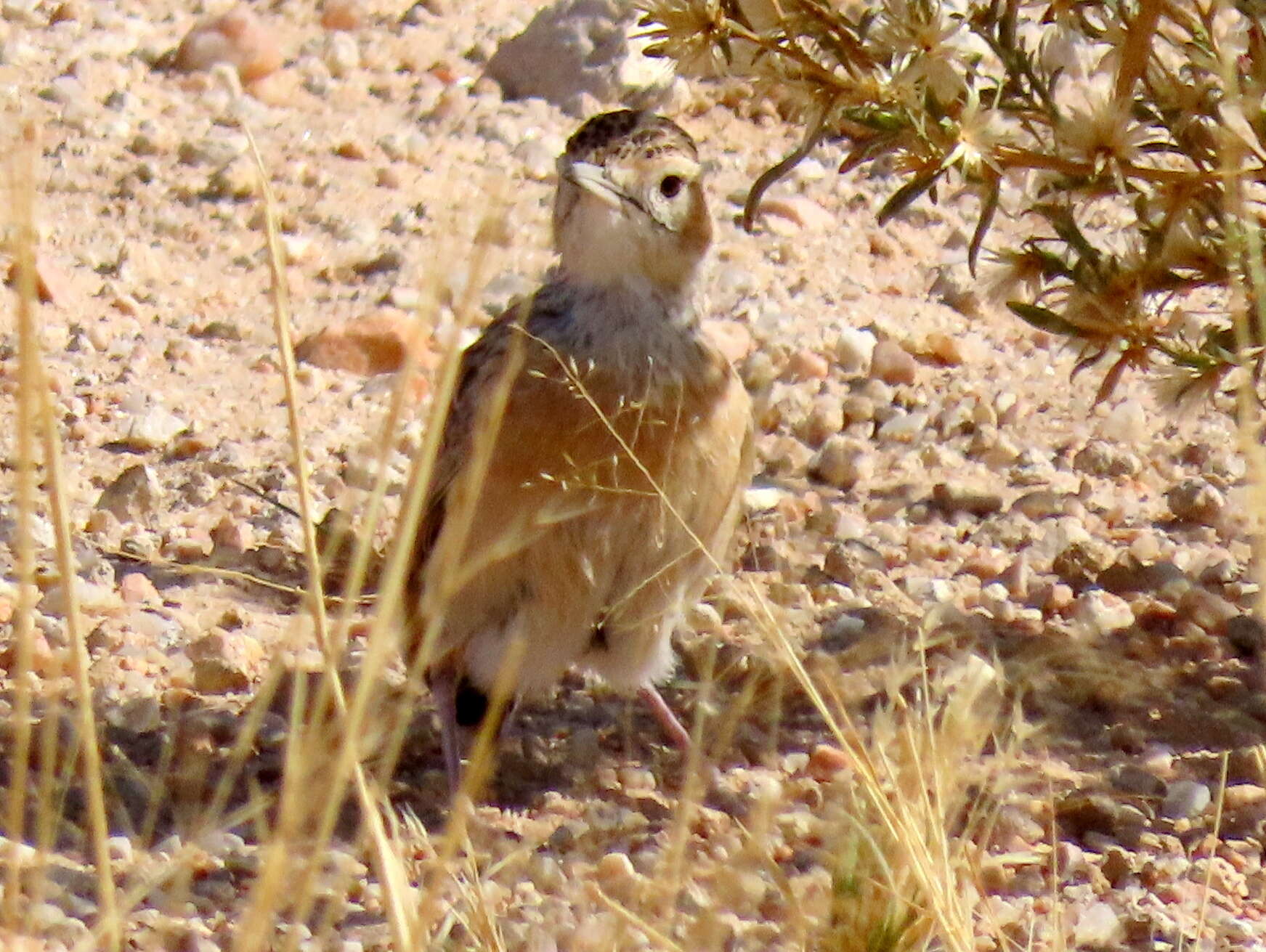 Imagem de Chersomanes albofasciata barlowi White & Cmn 1961