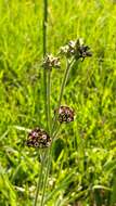 Image of Oxypetalum arnottianum Buek ex Fourn.