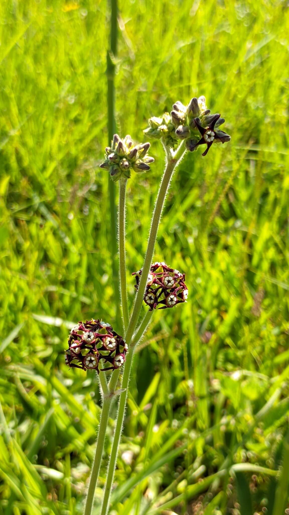 Image of Oxypetalum arnottianum Buek ex Fourn.