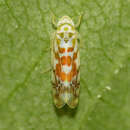 Image of Leafhopper