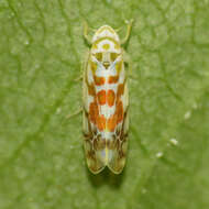 Sivun Typhlocyba quercus (Fabricius 1777) kuva