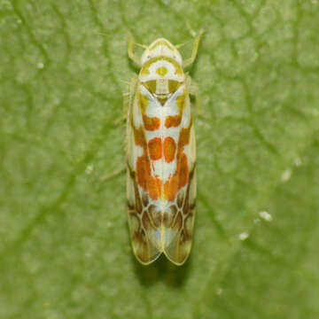 Image of Leafhopper