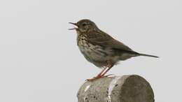 Image of Meadow Pipit