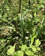 صورة <i>Cirsium <i>horridulum</i></i> var. horridulum