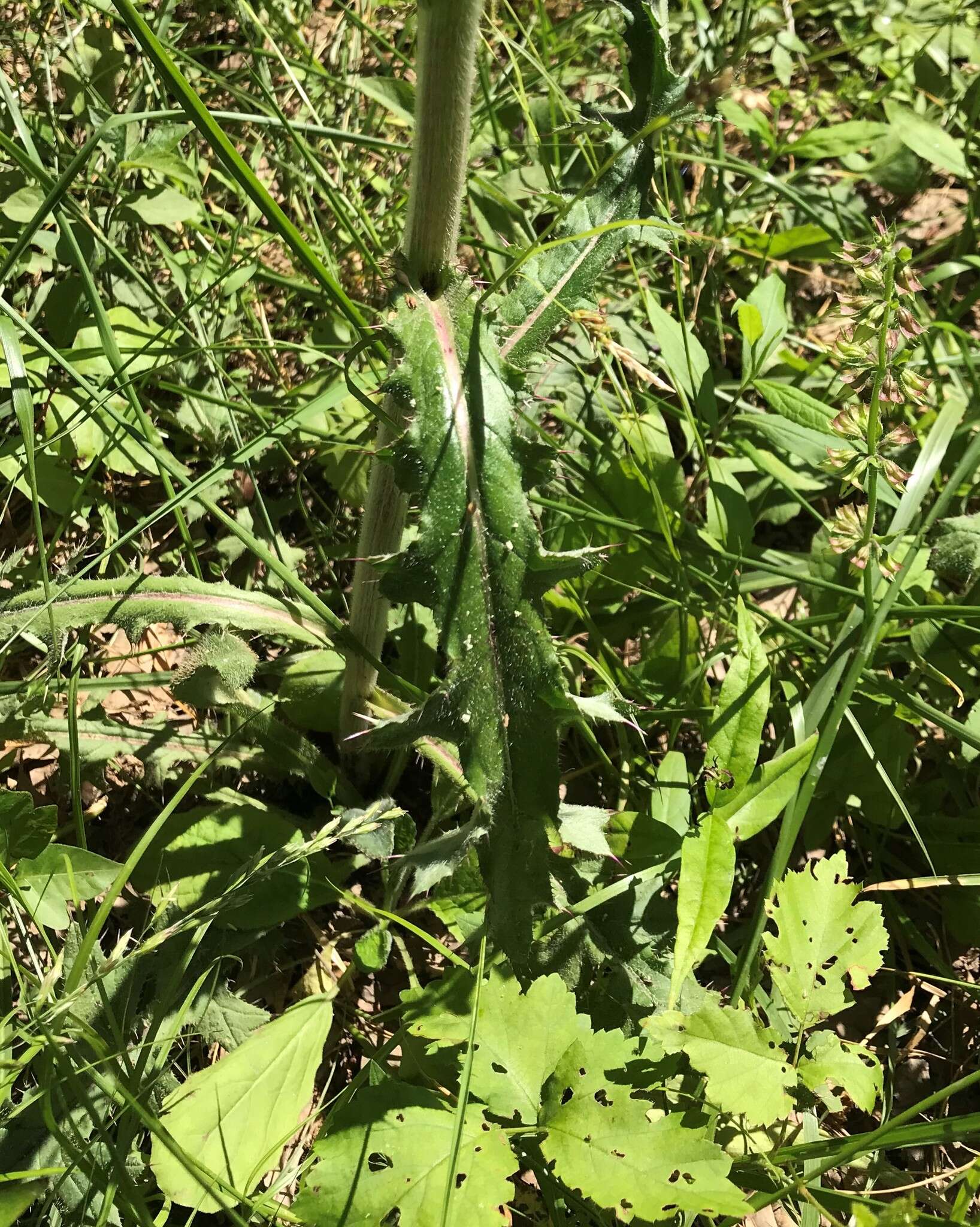 Image of <i>Cirsium <i>horridulum</i></i> var. horridulum