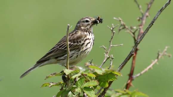 Image of Meadow Pipit