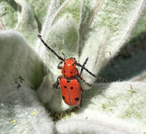 Image of Red-femured Milkweed Borer