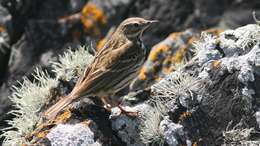 Image of Meadow Pipit