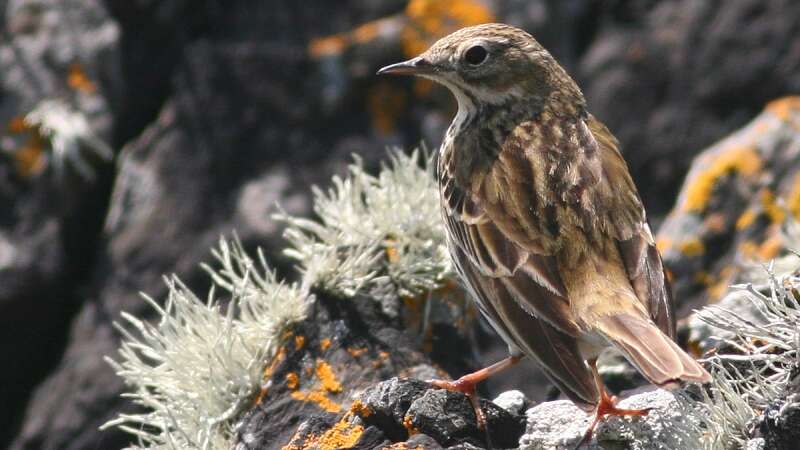 Imagem de Anthus pratensis (Linnaeus 1758)